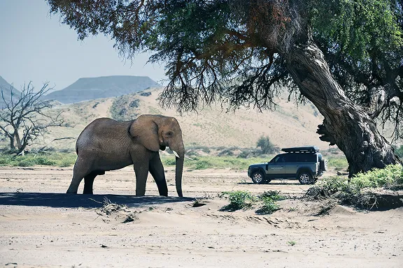 Afrikanischer Elefant neben einem Geländewagen